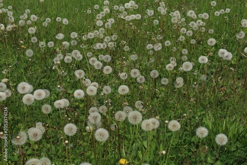 dandelion plants
