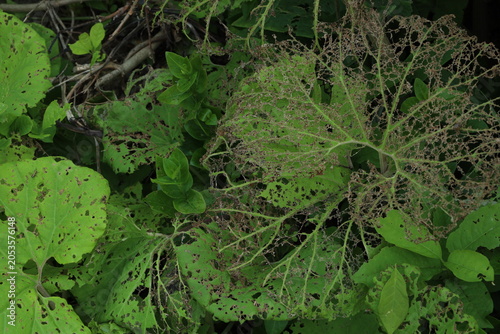 late summer vegetation