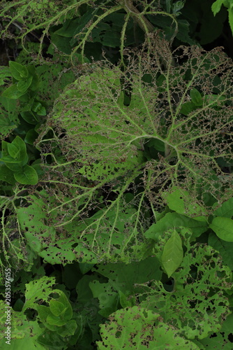fading fuki leaves