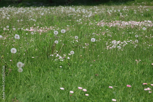dandelion pappus and daisies field