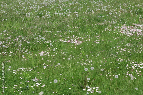 Dandelion pappus and daisies field