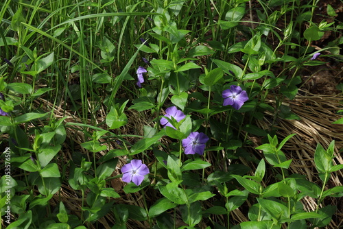 common perwinkles