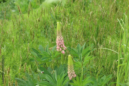 young lupines