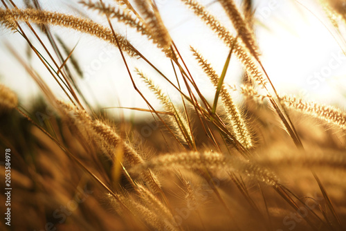 Beautiful grass flowers field under warm golden sunset light.