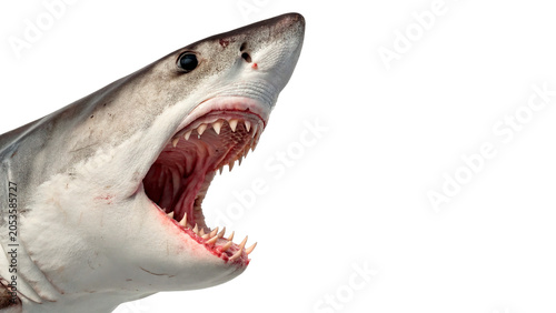 Bild auf Leinwand Close up of a fierce wild shark head with open mouth showing sharp teeth isolate