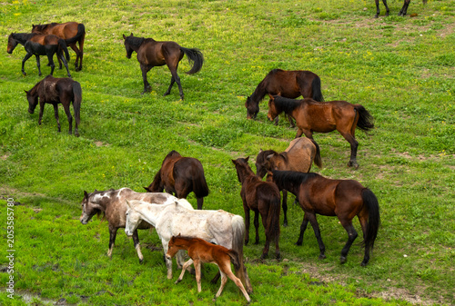 A herd of horses grazes freely across the rolling green hills of Lagodekhi National Park, Georgia.