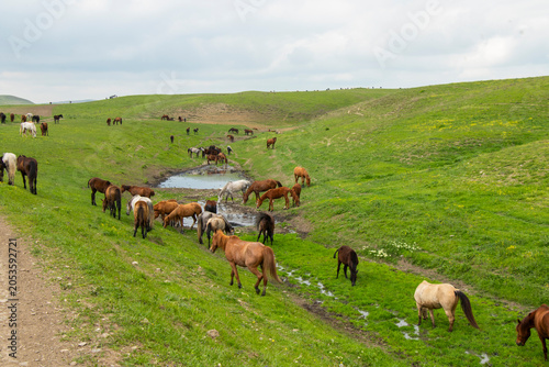 A herd of horses grazes freely across the rolling green hills of Lagodekhi National Park, Georgia.