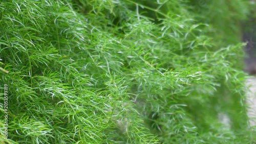 Asparagus fern with delicate feathery green foliage