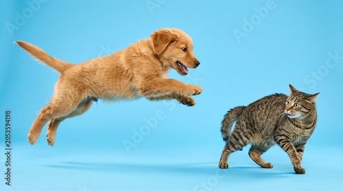 Playful golden retriever puppy pouncing midair towards a startled tabby cat on bright blue studio background
