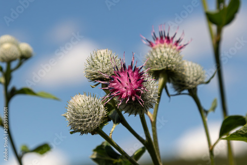 Фотография Woolly Burdock flower featuring vibrant purple bracts amidst green foliage under