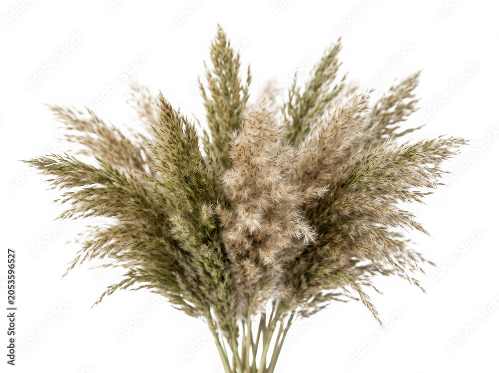 Fototapeta premium Green feathery fern plant with soft fronds isolated isolated on transparent background