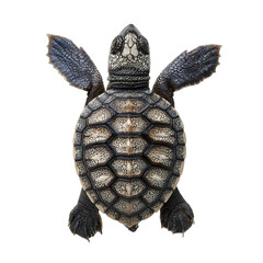 PNG of A beautiful and detailed depiction of a turtle swimming gracefully in water.