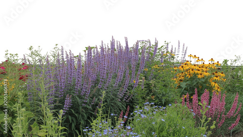 Beautiful Vibrant Summer Garden Bed with Colorful Purple and Yellow Blooming Flowers Isolated on White Background