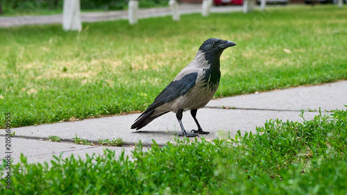 City grey crow pensively rests on pedestrian walkway