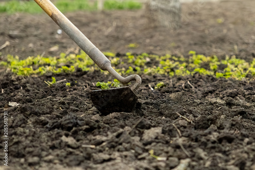 Quadro em tela Metal hoe loosening dark soil in a garden bed for planting, emphasizing sustaina