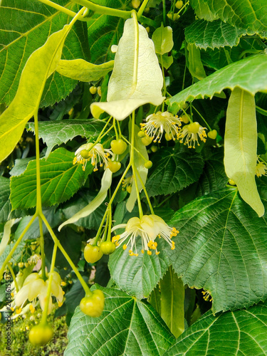 Blooming Linden Tree Branch with Fragrant Flowers and Green Leaves