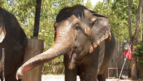 Canvas-taulu Asian Elephant Reaching Out with Trunk at a Sanctuary in Phuket