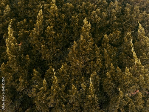 pine tree branches