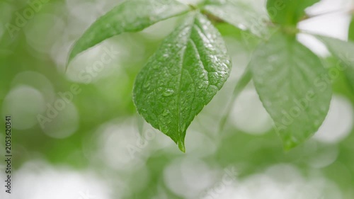 雨に濡れる新緑の葉と水滴