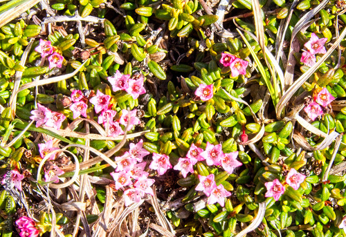 Tableau sur toile Trailing Azalea (Kalmia procumbens) a creeping alpine plant, Highland, Scotland, UK