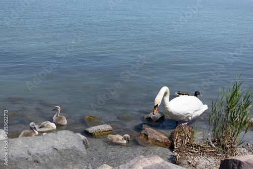 Fotografía mute swan family with cygnets on lake