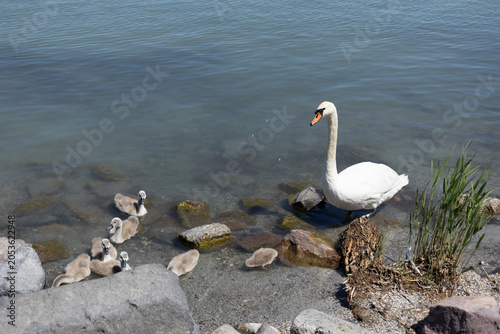 Fotografie mute swan with cygnets on lake
