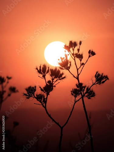 Whispering acacia silhouettes against a soft, rose-hued dawn, light filtering through a golden haze,  ethereal,  pastel