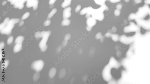 The shadow of a tree sways on a transparent background
