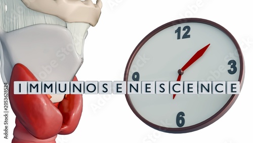 Photography A 3D anatomical model of thymus gland, the word IMMUNOSENESCENCE, a classic white-faced clock as a metaphor for the passage of time, biological clocks, and aging