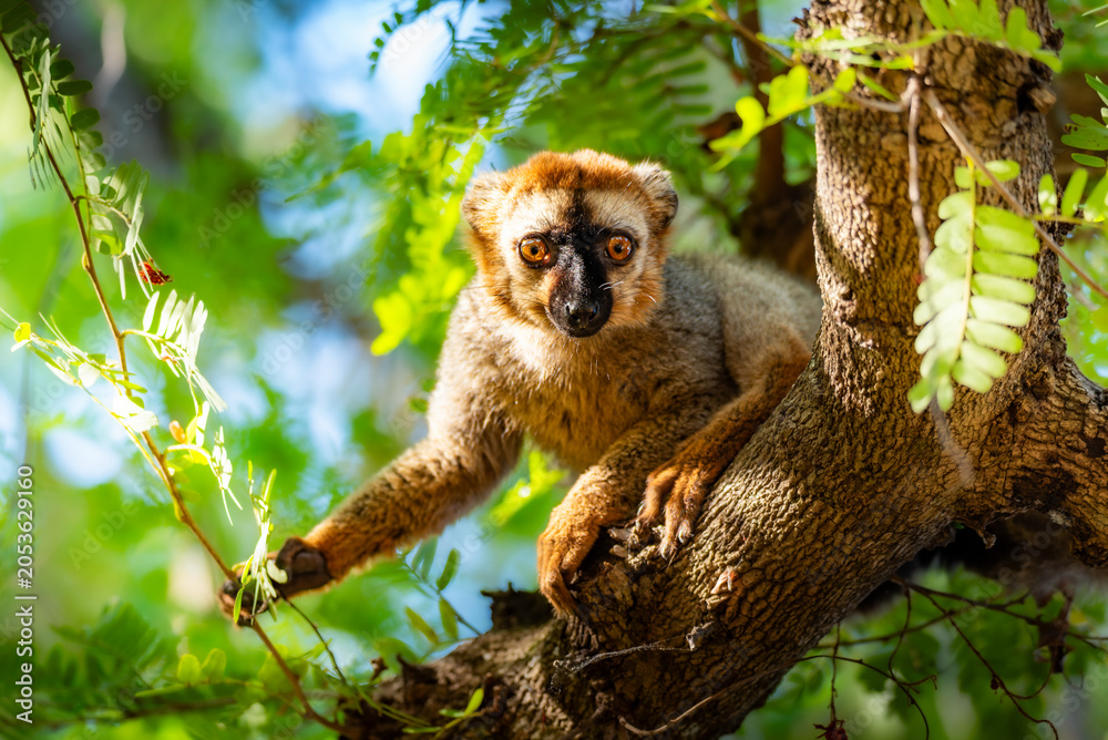Fototapeta premium Lemur in Melaky, Madagascar