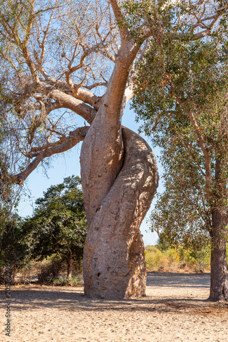 Photography Baobab trees at Bekonzay in Menabe, Madagascar