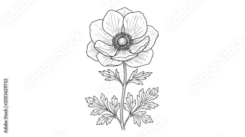 Vintage anemone flower sketch, hand drawn botanical line art illustration, elegant floral engraving on white background, minimalist garden bloom vector