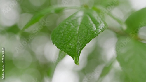 雨に濡れる新緑の葉と水滴