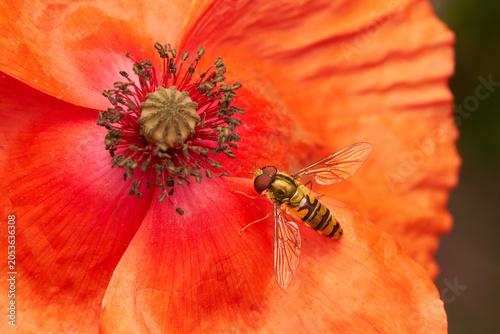 Hainschwebfliege