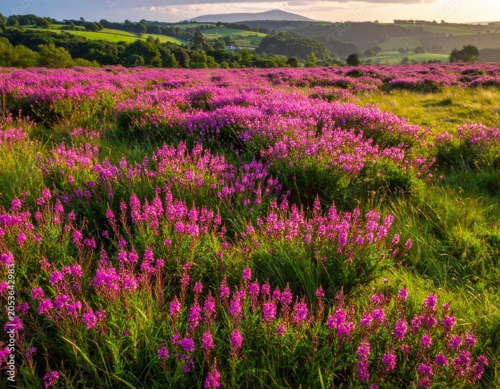 Obraz premium Vibrant purple blossoms carpet rolling hills under a golden sunlit sky