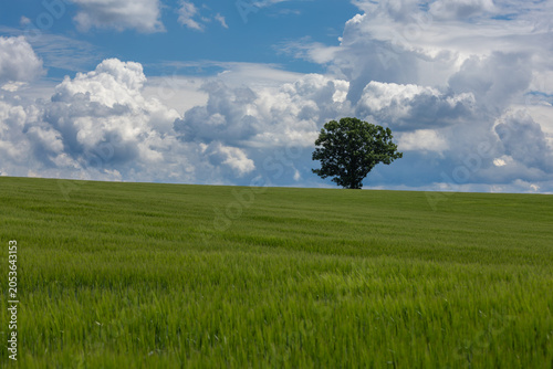 Cuadro en lienzo Lone tree on green field beneath dramatic summer clouds