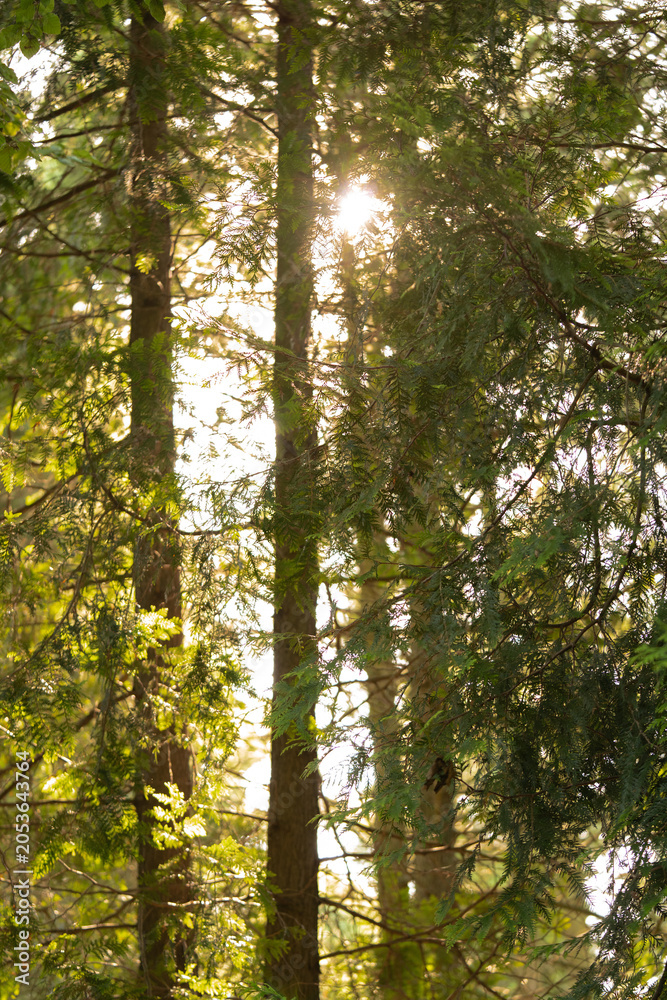 Fototapeta premium Pine trees and sunlight in the forest in summer