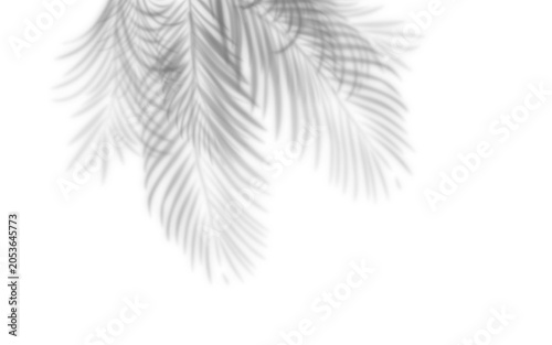 Shadow of palm leaves on transparent background