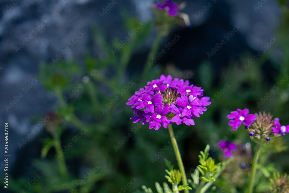 Obraz premium Vibrant Purple Verbena Flowers in Natural Outdoor Setting