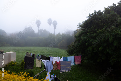 pre dawn fog settling over palm trees and hanging wash on line