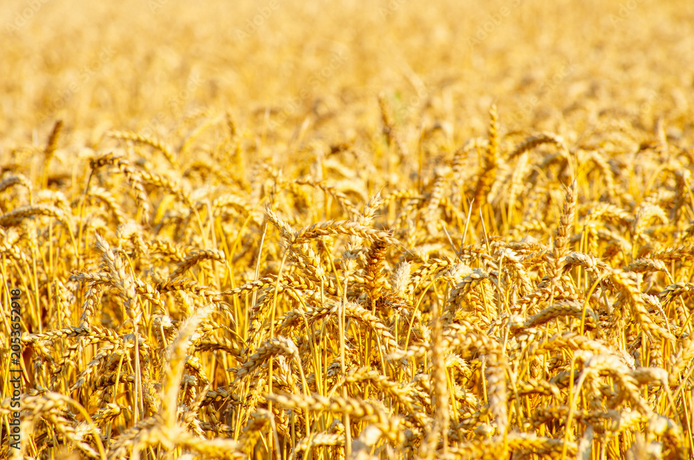 Obraz premium Fields of wheat at the end of summer fully ripe