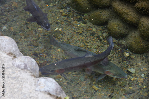 Large rainbow trout swim in a clear crystal stream.