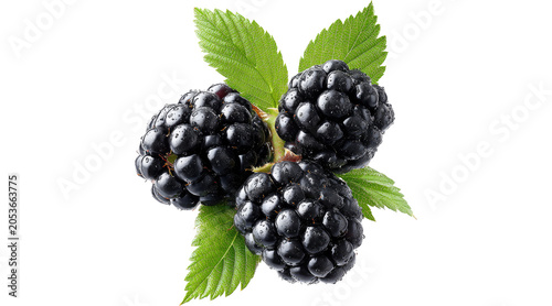 Tableau sur toile fresh blackberries, berry, PNG on Transparent background