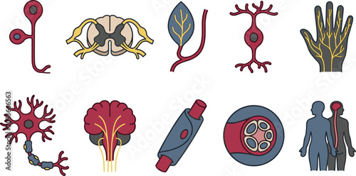 Konstfotografi Human Nervous System and Neuroanatomy Vector Icon Set Featuring Neurons, Nerve C