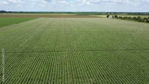 фотографія blooming potato fields in bright sunny day in Vojvodina province-drone photograp