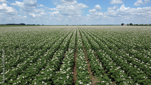 Φωτογραφία blooming potato fields in bright sunny day in Vojvodina province-drone photograp