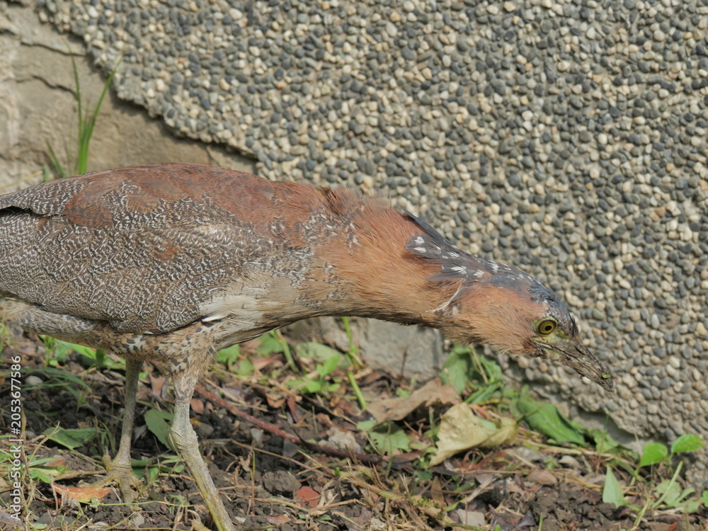 Fototapeta premium Heron Foraging Beside Pebble Wall