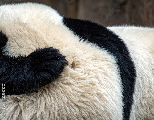 Close-up of fluffy black and white fur of a resting panda, one paw visible