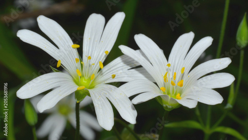 Tableau sur toile The striking yellow anthers amidst the white petals of the flowers of Stellaria holostea