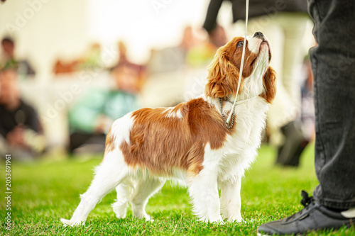 Fotografi Pies na wystawie . Spaniel . Cavalier king charles spaniel